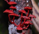Mycena viscidocruenta image
