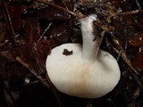 Lactarius chrysorrheus image