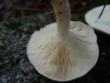 Lactarius chrysorrheus image
