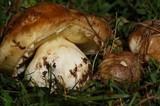 Suillus pseudobrevipes image