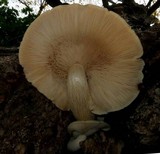 Hypsizygus ulmarius image