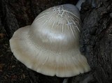 Hypsizygus ulmarius image