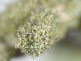 Parmotrema xanthinum image