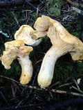 Cantharellus subalbidus image