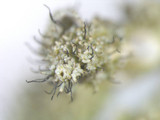 Parmotrema xanthinum image