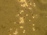 Hypsizygus ulmarius image