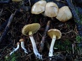 Suillus umbonatus image