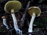 Suillus umbonatus image