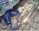 Tubulicrinis sororius image