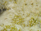 Parmotrema xanthinum image