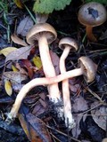 Chroogomphus ochraceus image