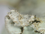 Parmotrema xanthinum image