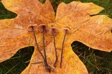 Macrocystidia cucumis image