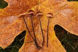 Macrocystidia cucumis image