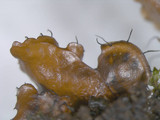 Parmotrema xanthinum image