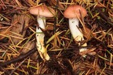 Gomphidius subroseus image