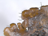 Parmotrema xanthinum image