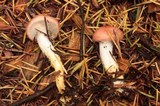 Gomphidius subroseus image