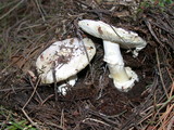 Amanita vernicoccora image
