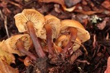 Gymnopus acervatus image