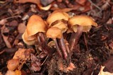 Gymnopus acervatus image