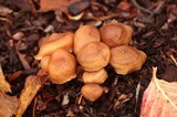 Gymnopus acervatus image