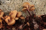 Gymnopus acervatus image