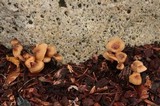 Gymnopus acervatus image