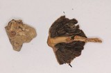 Lacrymaria hypertropicalis image