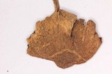Lacrymaria hypertropicalis image