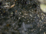 Parmotrema xanthinum image