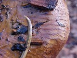 Paxillus involutus image