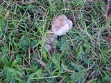Hebeloma sacchariolens image