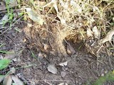 Rhizopogon luteolus image