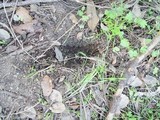 Rhizopogon luteolus image