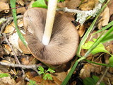 Psathyrella longipes image