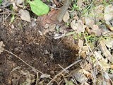 Rhizopogon luteolus image