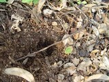 Rhizopogon luteolus image