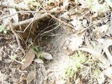 Rhizopogon luteolus image
