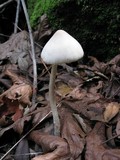 Psathyrella longipes image