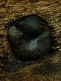 Camarops petersii image