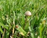 Panaeolus subbalteatus image