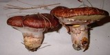 Suillus luteus image