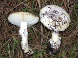 Amanita vernicoccora image