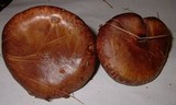 Suillus luteus image
