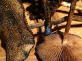 Psilocybe azurescens image