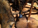 Psilocybe azurescens image