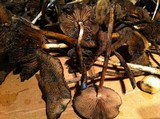 Psilocybe azurescens image