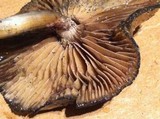 Psilocybe azurescens image