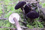 Lactarius fallax image